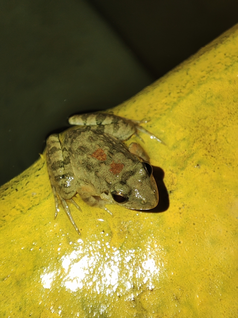 Nepal Cricket Frog