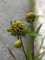 Bidens frondosa
