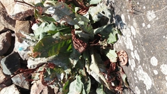 Rumex aquaticus