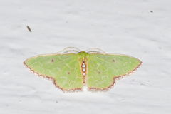 Nemoria lixaria