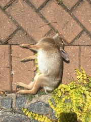 Sylvilagus floridanus