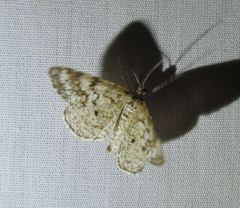 Eufidonia convergaria