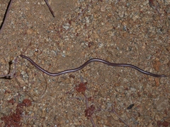 Rena humilis humilis