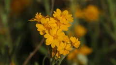 Psilostrophe gnaphalodes