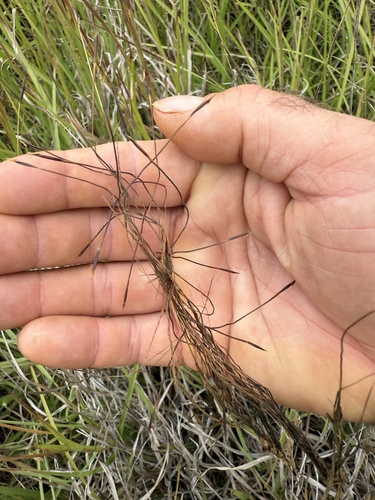 Heteropogon contortus observed 2025-04-10