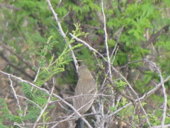 Passerina versicolor