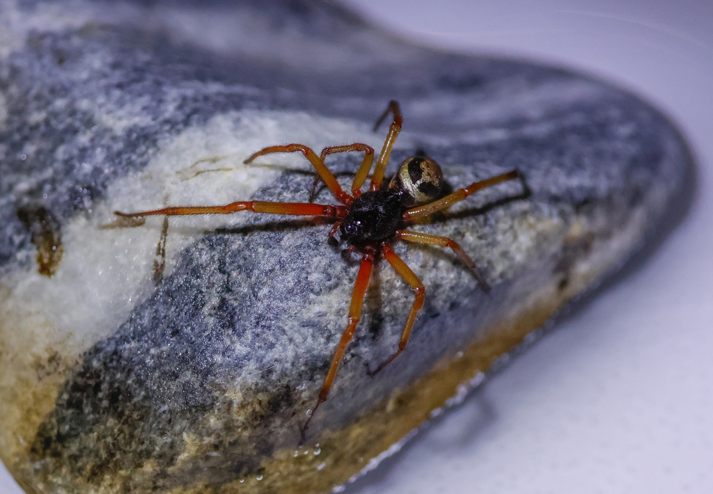 Steatoda maura