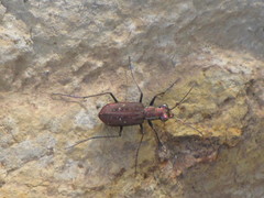 Cicindela aeneicollis