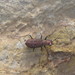 Cicindela aeneicollis - Photo (c) Gilberto Ponce Tejeda, some rights reserved (CC BY-NC), uploaded by Gilberto Ponce Tejeda