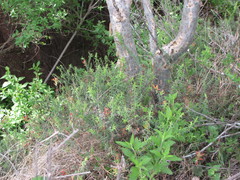 Castilleja tenuiflora