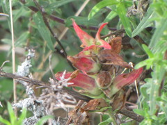 Castilleja tenuiflora
