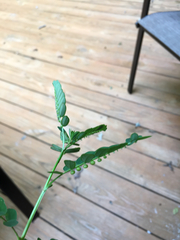 Phyllanthaceae