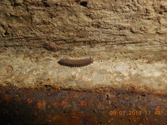Pyrgodesmidae