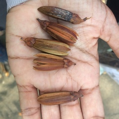 Ixonanthes icosandra