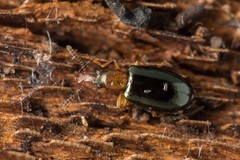 Salpingus ruficollis
