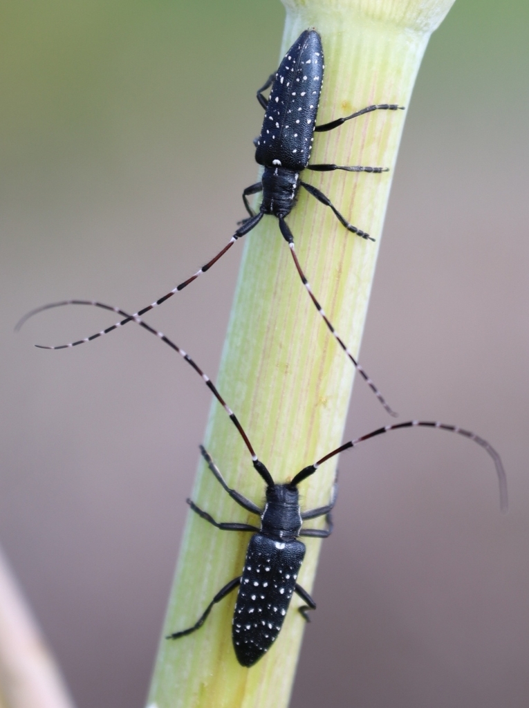 Agapanthia irrorata