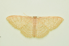 Pleuroprucha