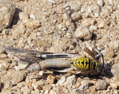 Vespula sulphurea