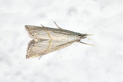 Haimbachia