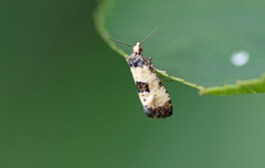 Neocochylis dubitana