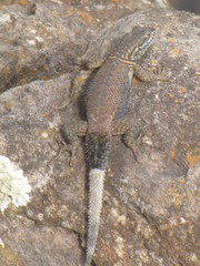 Sceloporus dugesii