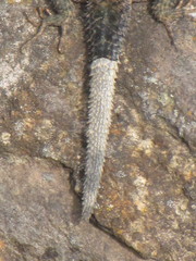 Sceloporus dugesii