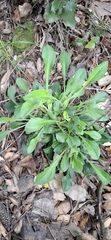 Silene viridiflora