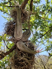 Tillandsia circinnatioides