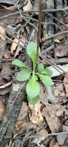 Silene viridiflora, photograph 3