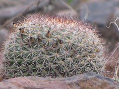 Mammillaria rhodantha fera-rubra
