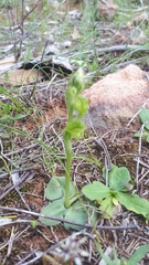 Pterostylis mutica