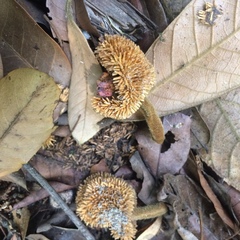 Artocarpus elasticus