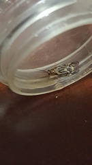 Macrostemum carolina