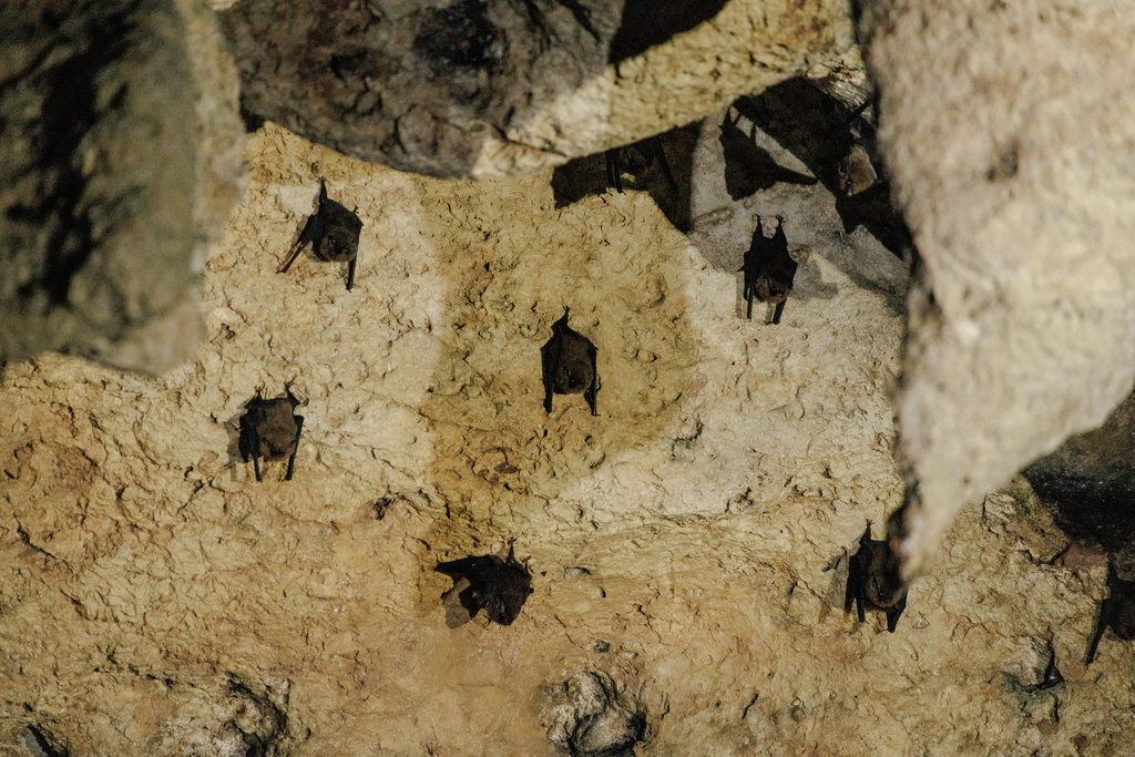 Polynesian Sheath-Tailed Bat