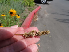 Carex densa