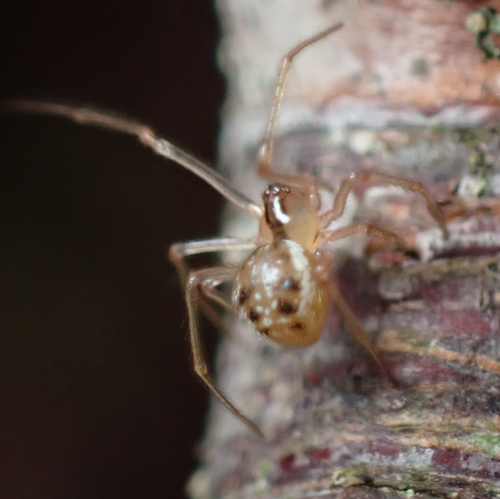 Common six-spotted cobweaver photo 4