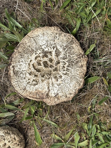 iNaturalist observation photo of Salt-loving Agaricus