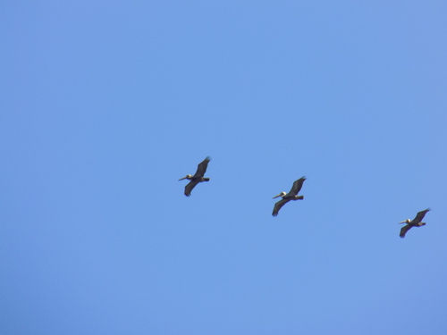 Brown Pelican photographed in South Carolina