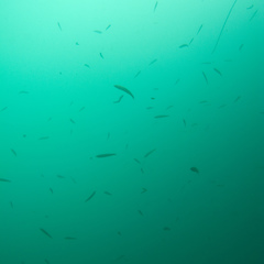 Halichoeres californicus