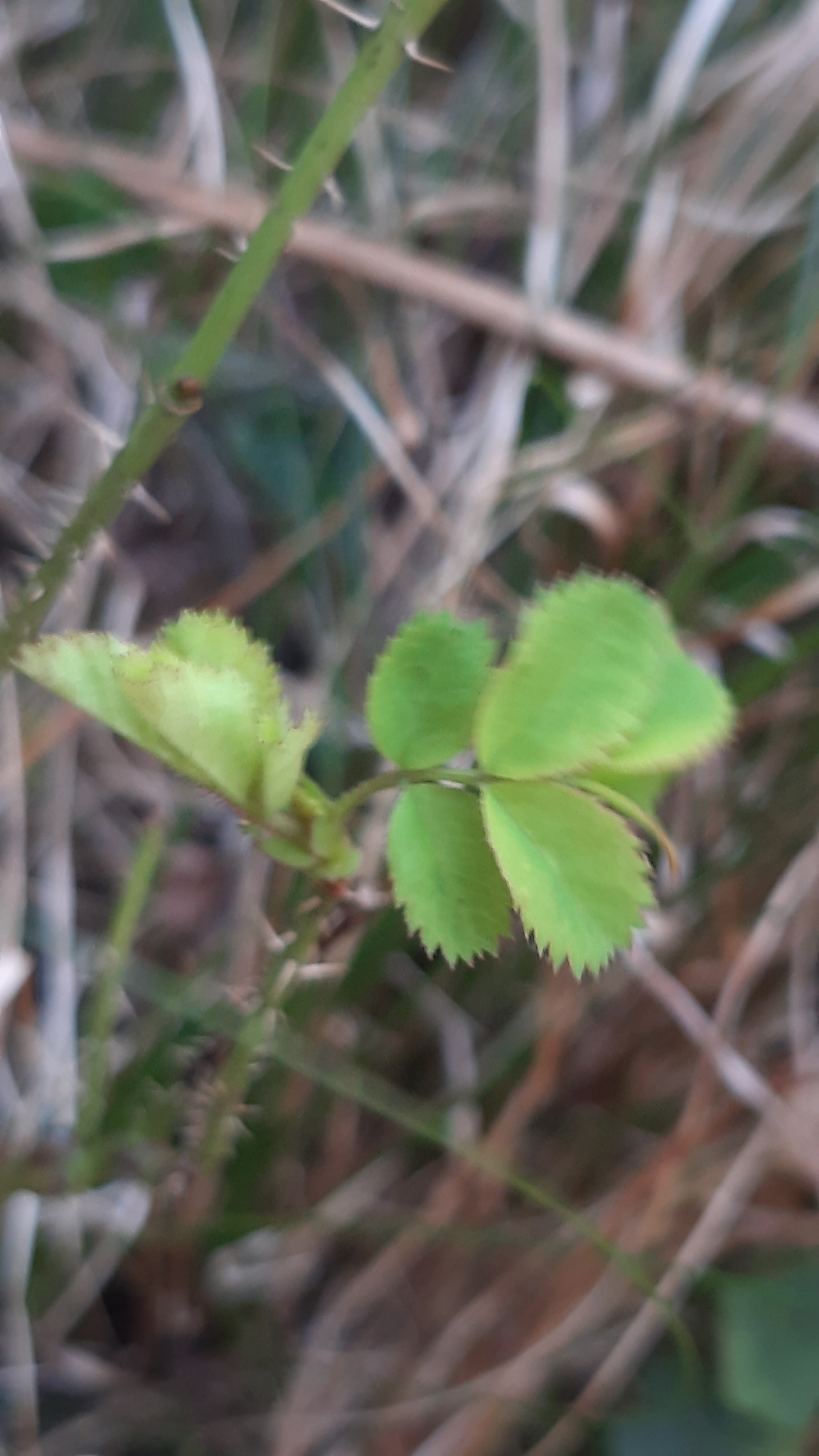 Imagem de Rosa-das-montanhas