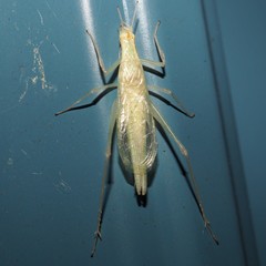 Oecanthus exclamationis