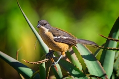 Southern Boubou photo 4