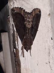 Ercheia
