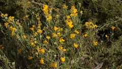 Psilostrophe gnaphalodes