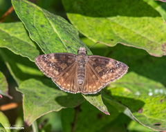 Erynnis baptisiae