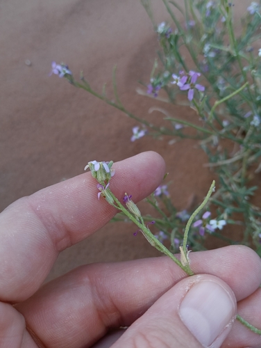 Image of Eremobium aegyptiacum by (c) Genevieve Early, some rights reserved (CC BY)