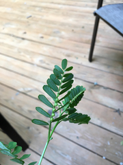 Phyllanthaceae
