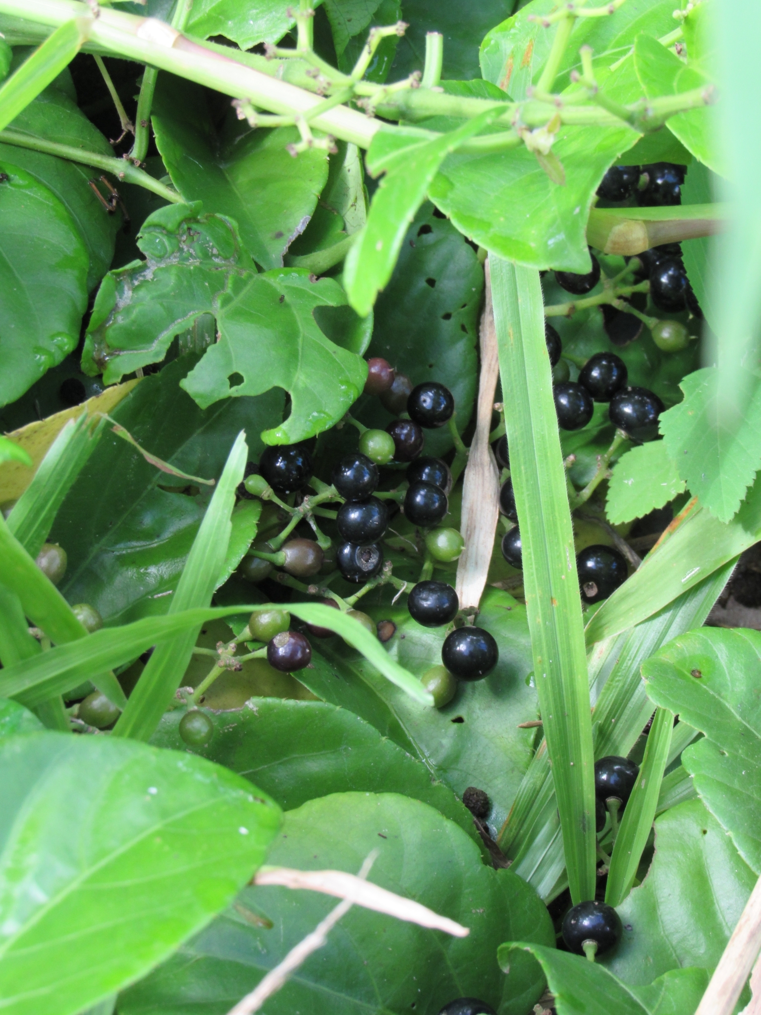 Cissus verticillata