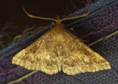 Renia flavipunctalis