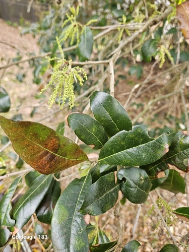 Live oak (Quercus virginiana)